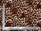 1 Yard Liverpool Knit Animal Print Fabric for Dresses, Tops, Costumes and Decor – Width 58–60 Inches